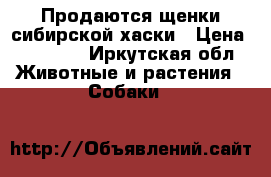 Продаются щенки сибирской хаски › Цена ­ 14 000 - Иркутская обл. Животные и растения » Собаки   